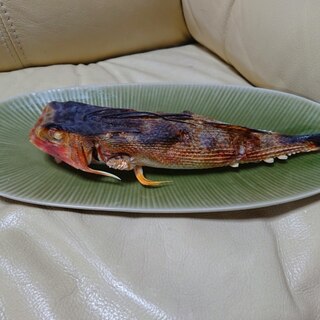【釣り魚料理】セミホウボウの鎧蒸し焼き